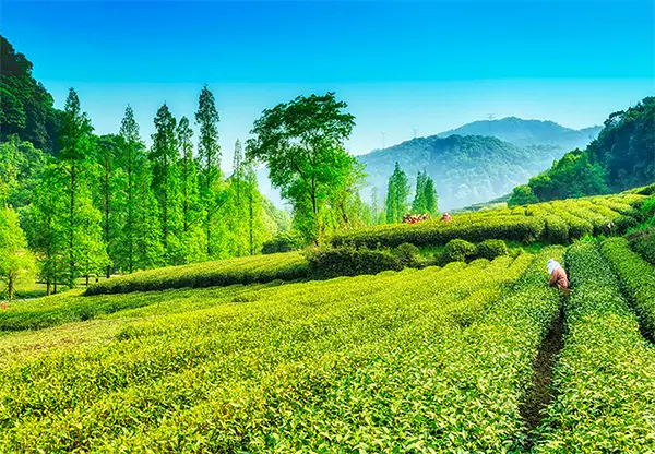 Get best online rates for hotels in Bongaigaon