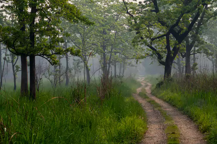 Sitabani Forest